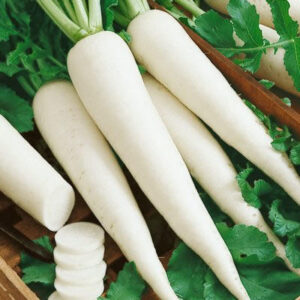 Radish (मूली)