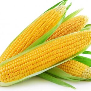 Sweet Corn – Natural Sweetness