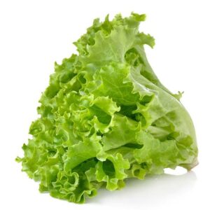 Lettuce (सलाद पत्ता)